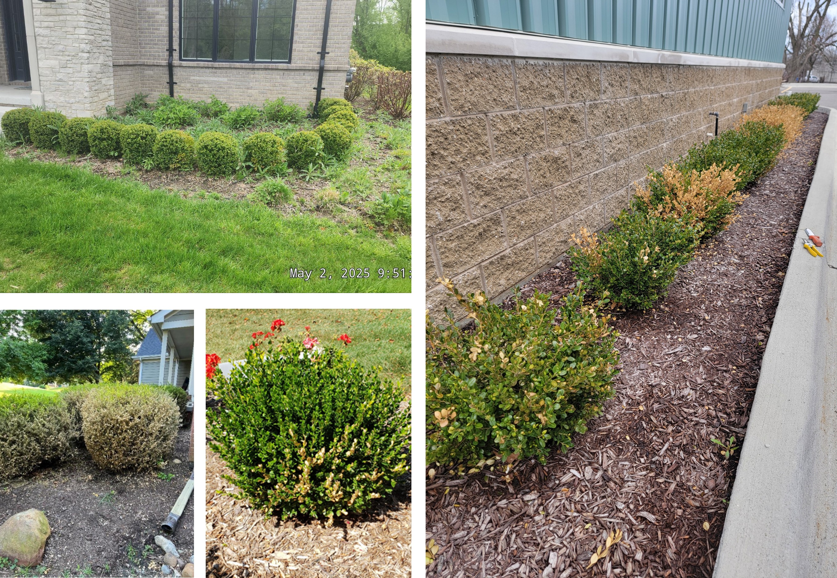 New whole shrubs.jpg